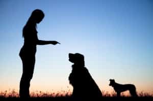 Dog Training Ayr